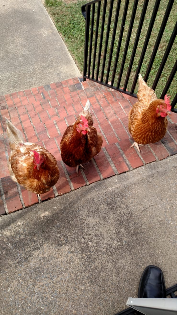 chickens at the manse